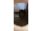 Adopt J.r.r. Tollkitten a Brown or Chocolate Domestic Shorthair cat in Apple