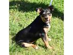 Adopt Max a Black - with Tan, Yellow or Fawn Mixed Breed (Medium) / Mixed dog in