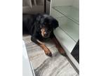 Adopt Bell a Tan/Yellow/Fawn - with Black Rottweiler / Mixed dog in Round Rock