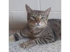 Adopt Roberto Clemente a Domestic Short Hair