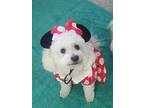 Adopt Lily a White - with Gray or Silver Poodle (Miniature) / Poodle (Miniature)
