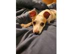Adopt Cupid a White - with Tan, Yellow or Fawn Rat Terrier / Mixed dog in