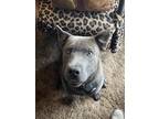Adopt Greywind a Gray/Silver/Salt & Pepper - with White Shar Pei / Mixed dog in
