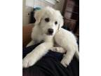 Adopt Evie a White Great Pyrenees / Mixed dog in Southlake, TX (41459762)