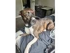 Adopt King a Brown/Chocolate - with White American Staffordshire Terrier / Mixed