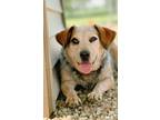 Adopt Hayley a Beagle / Australian Cattle Dog / Mixed dog in EFFINGHAM