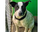 Adopt Milo a Black - with White Australian Cattle Dog / Pit Bull Terrier / Mixed