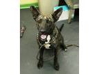 Adopt Polly a Brindle Catahoula Leopard Dog / Mixed Breed (Medium) / Mixed