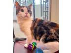 Adopt Kiki a White Domestic Shorthair / Domestic Shorthair / Mixed cat in