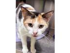 Adopt Rain a White Domestic Shorthair / Mixed Breed (Medium) / Mixed (short