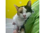 Adopt Summer a White Domestic Shorthair / Mixed Breed (Medium) / Mixed (short