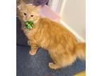 Adopt Riptide - Available In Foster a Orange or Red Domestic Longhair / Mixed