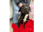 Adopt Bean Bag a Black Beagle / Labrador Retriever / Mixed (short coat) dog in