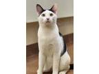 Adopt Cupcake a White Domestic Shorthair / Domestic Shorthair / Mixed (short