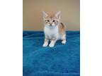 Adopt Bugsey a Orange or Red Domestic Shorthair / Mixed Breed (Medium) / Mixed
