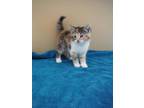 Adopt Brandi a Orange or Red Domestic Shorthair / Domestic Shorthair / Mixed cat