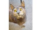 Adopt Maple a Gray or Blue Domestic Shorthair / Mixed Breed (Medium) / Mixed