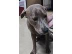 Adopt Bashful a Brindle American Pit Bull Terrier / Mixed dog in Violet