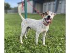 Adopt Jackson a White Coonhound / Mixed Breed (Medium) / Mixed (short coat) dog
