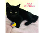 Adopt Alice - Hope a All Black Domestic Shorthair / Domestic Shorthair / Mixed