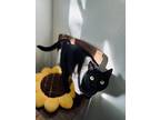 Adopt Toby a All Black Domestic Shorthair / Mixed (short coat) cat in Los