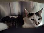 Adopt Denahi a White Domestic Shorthair / Domestic Shorthair / Mixed cat in Twin