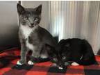 Adopt Baljeet a Gray or Blue Domestic Shorthair / Domestic Shorthair / Mixed cat