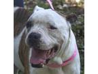 Adopt Glenda a White Boxer / Mixed dog in Crawfordville, FL (41420786)