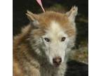 Adopt Hawaii a Red/Golden/Orange/Chestnut Husky / Mixed dog in Crawfordville