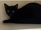 Adopt BooBoo a All Black Domestic Shorthair / Domestic Shorthair / Mixed cat in