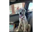 Adopt Sora a White - with Tan, Yellow or Fawn Great Pyrenees / Husky / Mixed dog