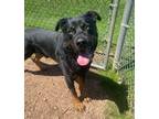 Adopt Chaos a Black - with Tan, Yellow or Fawn Rottweiler / German Shepherd Dog
