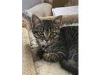 Adopt Rae - Pending Adoption a Domestic Shorthair / Mixed cat in Kelowna