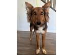 Adopt Sunday a Brown/Chocolate - with Black German Shepherd Dog / Mixed dog in