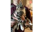 Adopt Cookie Monster a Brown Tabby Domestic Shorthair / Mixed Breed (Medium) /