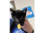 Adopt Pixie a All Black Domestic Shorthair / Domestic Shorthair / Mixed cat in