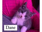 Adopt Dane a Domestic Short Hair