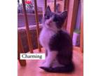 Adopt Charming a Domestic Short Hair