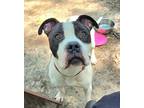 Adopt Eddie a White American Pit Bull Terrier / Mixed dog in Spartanburg