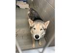Adopt 55916616 a Gray/Blue/Silver/Salt & Pepper Husky / Mixed dog in Los Lunas