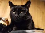 Adopt Coraline a All Black Domestic Shorthair / Mixed (short coat) cat in