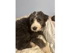 Adopt Raya a Black - with White Old English Sheepdog / Bernese Mountain Dog /