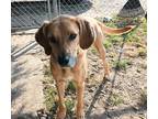 Adopt Charlie a Tan/Yellow/Fawn - with White Coonhound (Unknown Type) / Mixed