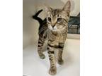 Adopt Oliver a Domestic Shorthair / Mixed cat in Topeka, KS (41459549)