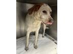 Adopt Zara a White Mixed Breed (Large) / Mixed dog in Chamblee, GA (41446703)