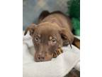 Adopt Coco a Brown/Chocolate Doberman Pinscher / Mixed dog in Espanola
