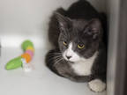 Adopt Runts a Gray or Blue Domestic Shorthair / Domestic Shorthair / Mixed cat