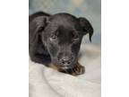 Adopt Cole a Black Doberman Pinscher / Mixed dog in Espanola, NM (41459670)