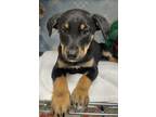 Adopt Zuri a Black Doberman Pinscher / Mixed dog in Espanola, NM (41459669)