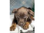 Adopt Chocolate a Black Doberman Pinscher / Mixed dog in Espanola, NM (41459668)